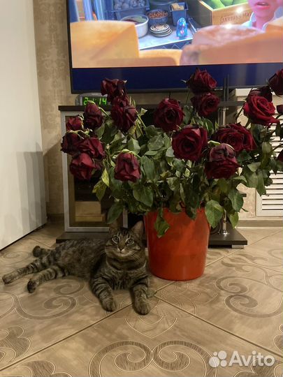 Кот бесплатно