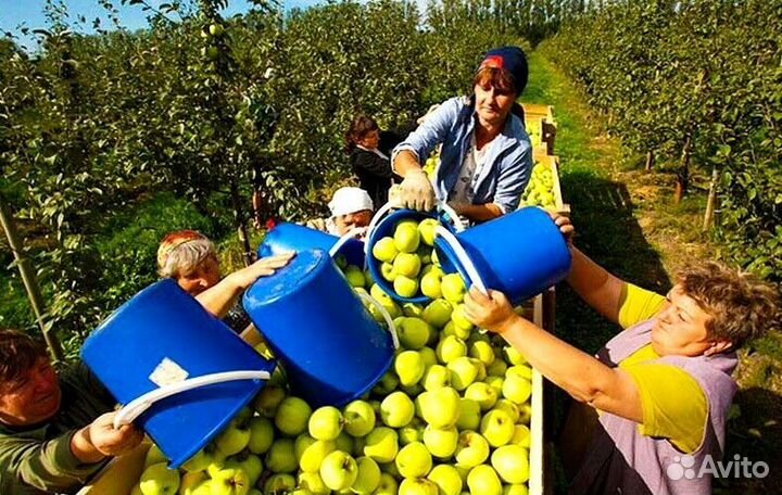 Сборщик. Вахта