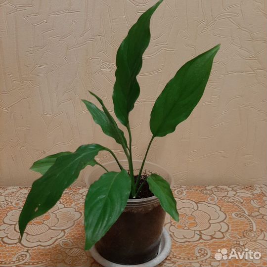 Спатифиллум