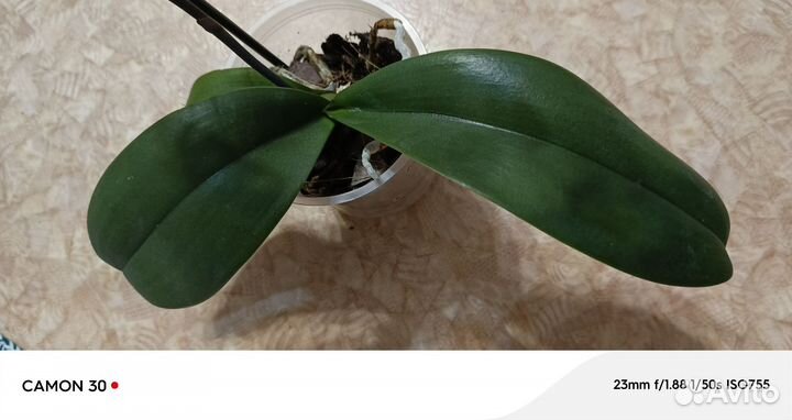 Орхидея фаленопсис