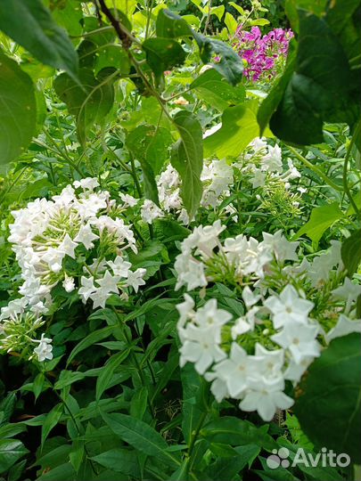 Флокс белый