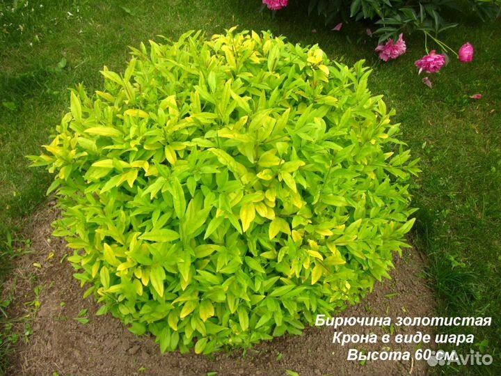 Саженцы бирючина золотистая для изгороди и бордюр