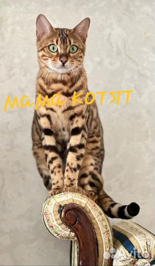 Бенгальские котенок