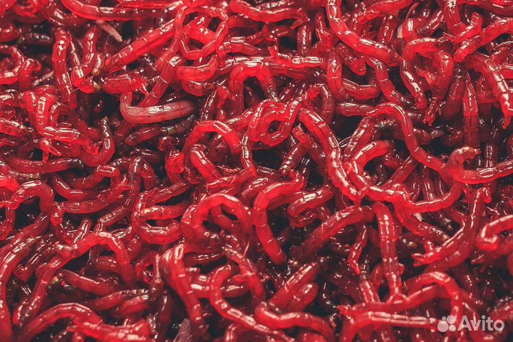 Червь для рыбалки дендробена