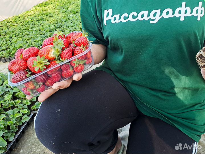 Рассада клубники. Элитные сорта оптом