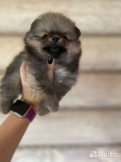 Померанский шпиц мини