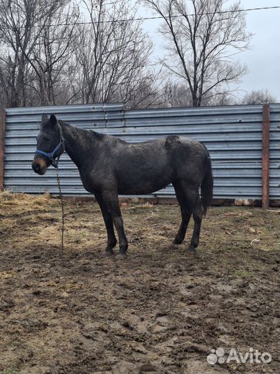 Рысачка полукровка