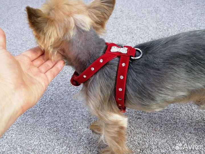 Ошейник-шлейка