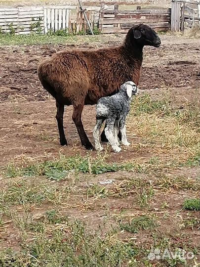 Курдючные Ярки, Баранчики. Гиссар Эдильбай