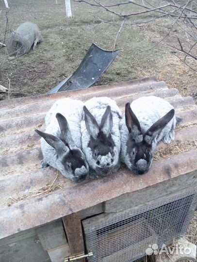 Полтавское серебро