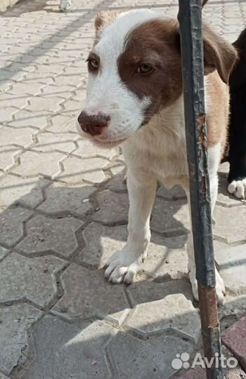 Собака щенок в добрые руки бесплатно