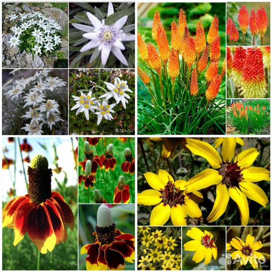 Эдельвейс,Книфофея,Берландиера,Ратибида семена