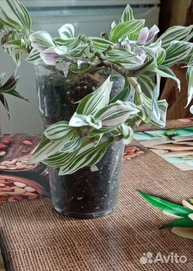 Традесканция