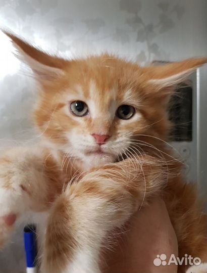 Мейн-кун котята-подростки, сокращение Питомника