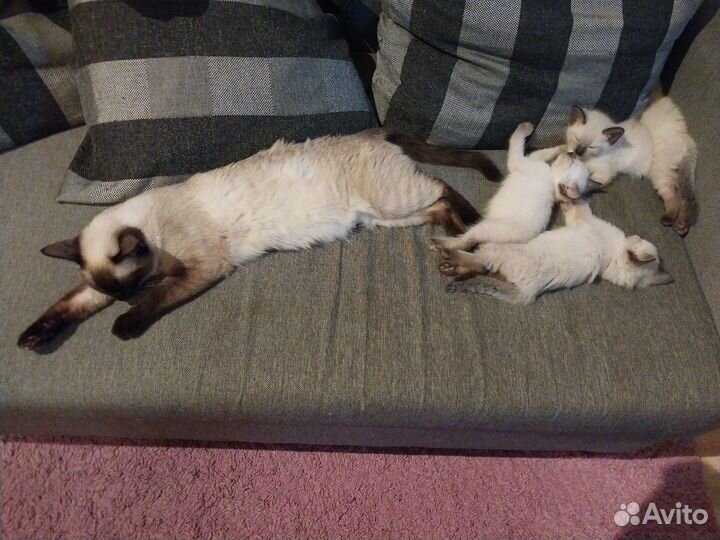 Тайские котята