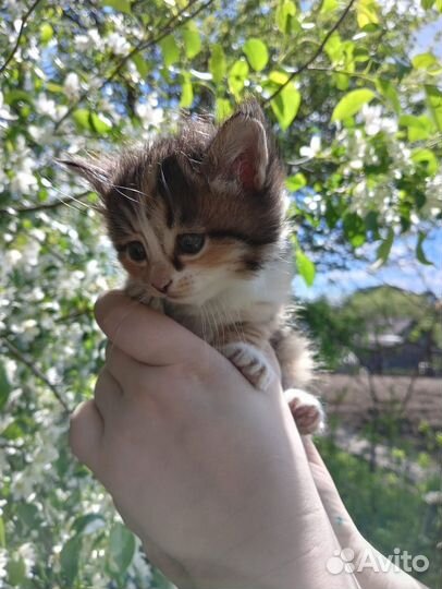 Котята в добрые руки 1 месяц