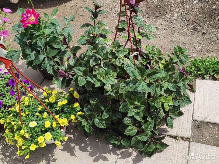 Шоколадница, георгина