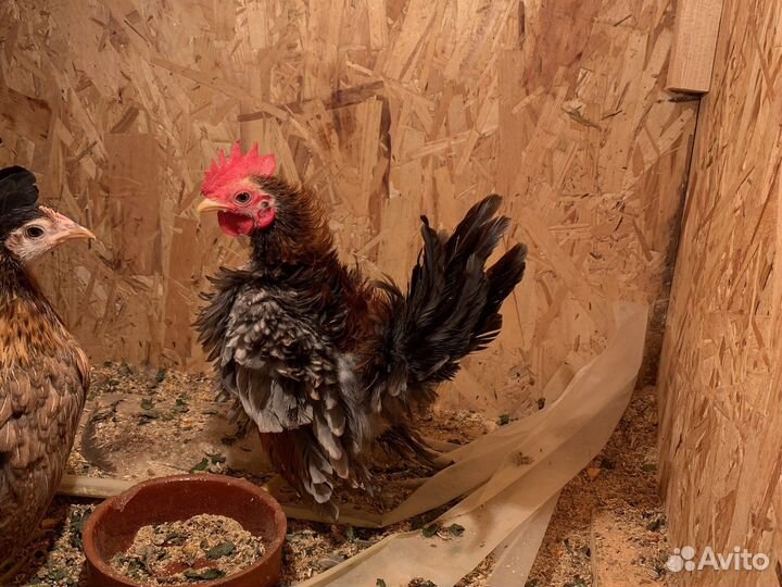 Малазийская серама