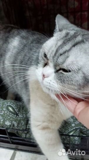 Кошка Алиска