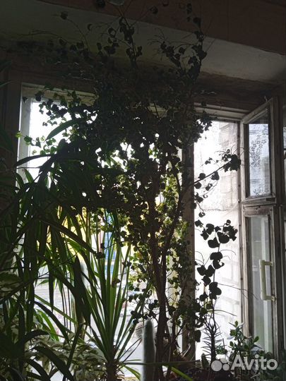 Фикус барокко взрослый