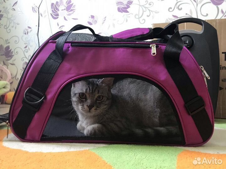 Переноска для кошки и собаки размеры разные