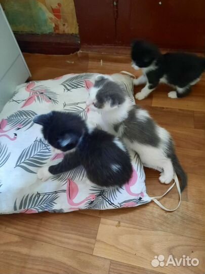 Вислоухие котята в добрые руки