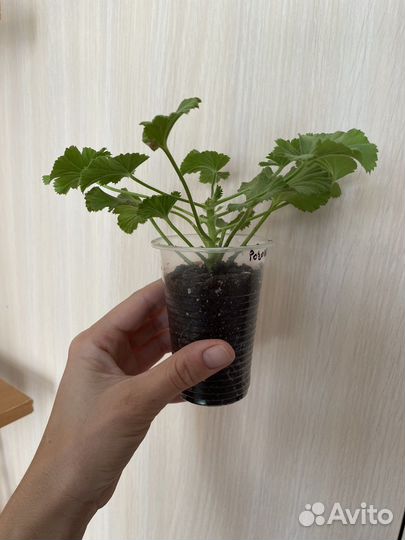 Королевская пеларгония