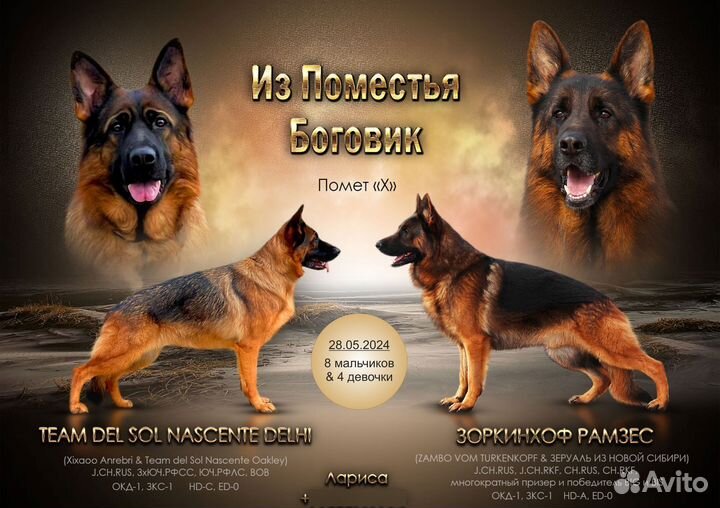 Щенок немецкой овчарки