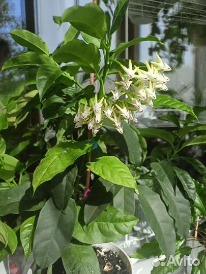 Хойя мультифлора