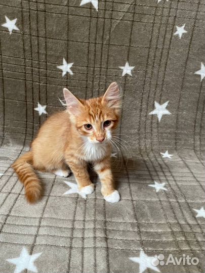 Рыжий котик Марс