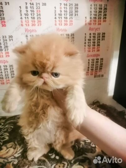 Персидские котята