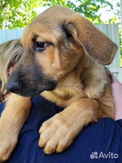 Восточно-европейская овчарка