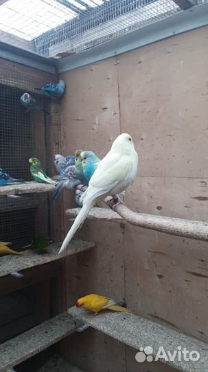 Какарик, чехи, волнистые