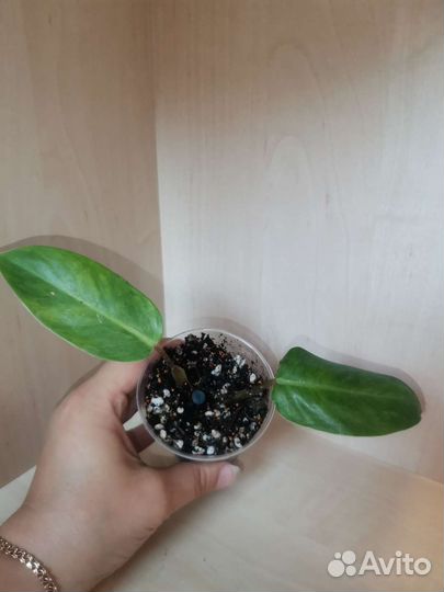 Филодендроны