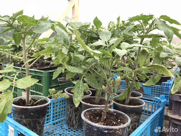 Рассада помидор
