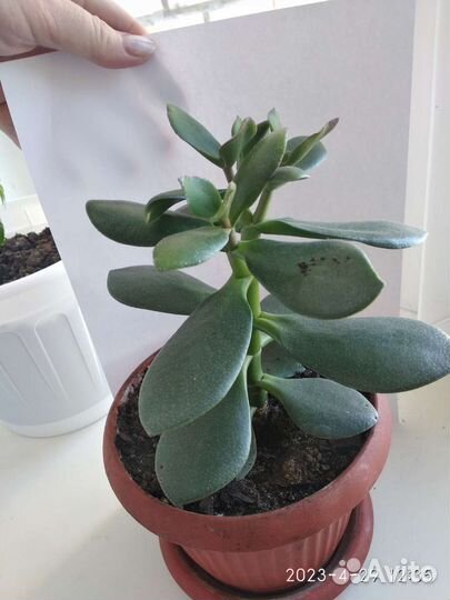 Толтсянка большая укорененные ростки