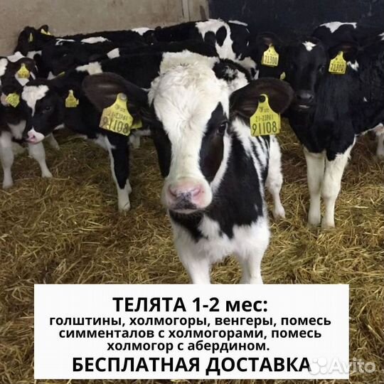 Бычки и телята