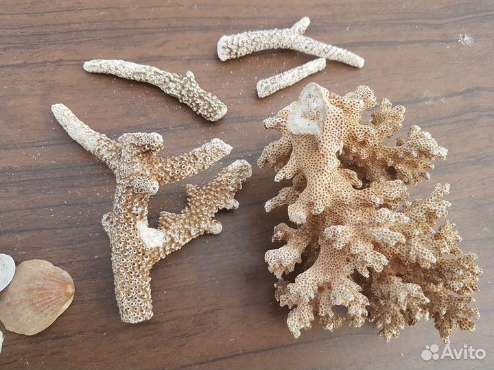 Морские ракушки раковины кораллы звезда