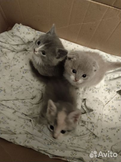 Котята в добрые руки