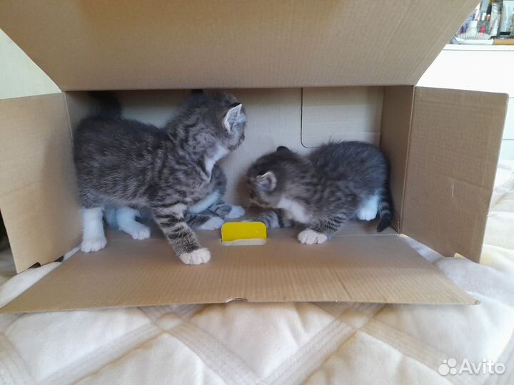 Котята в добрые руки бесплатно