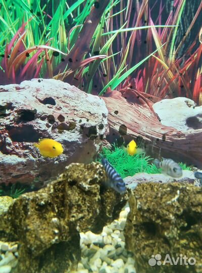 Лабидохромис Еллоу,мальки