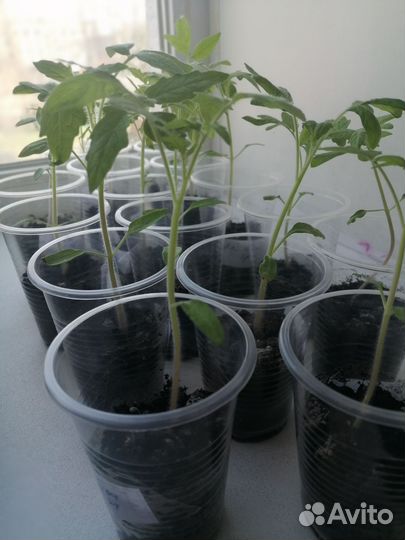 Рассада томатов пикированная