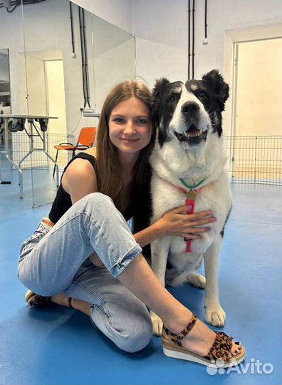 Дрессировка, кинолог с выездом, лакомства