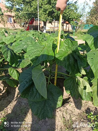 Саженцы Павловнии годовалые