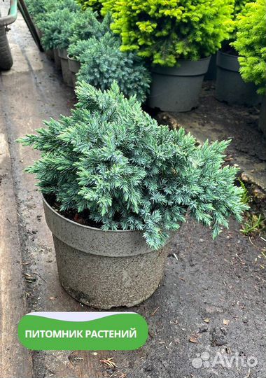 Можжевельник 