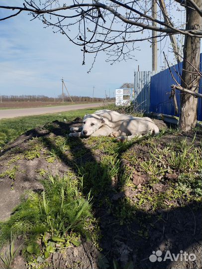 Собака, Алабай поместь дворняжки