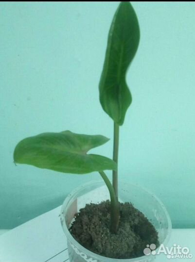 Луковицы каллы