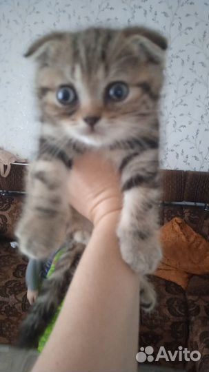 Шотландские вислоухие котята