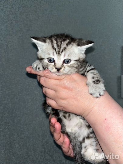 Шотландская