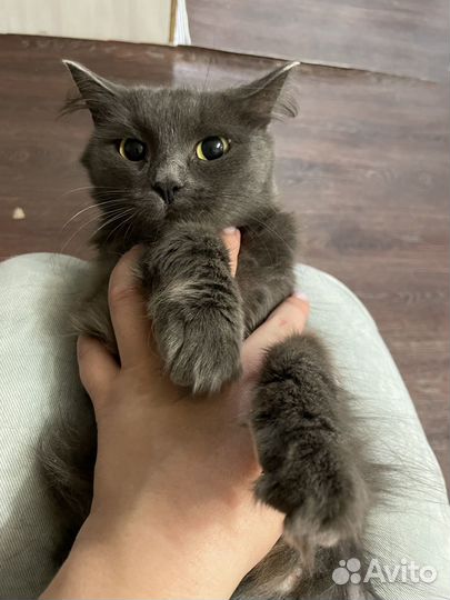 Кошка в добрые руки